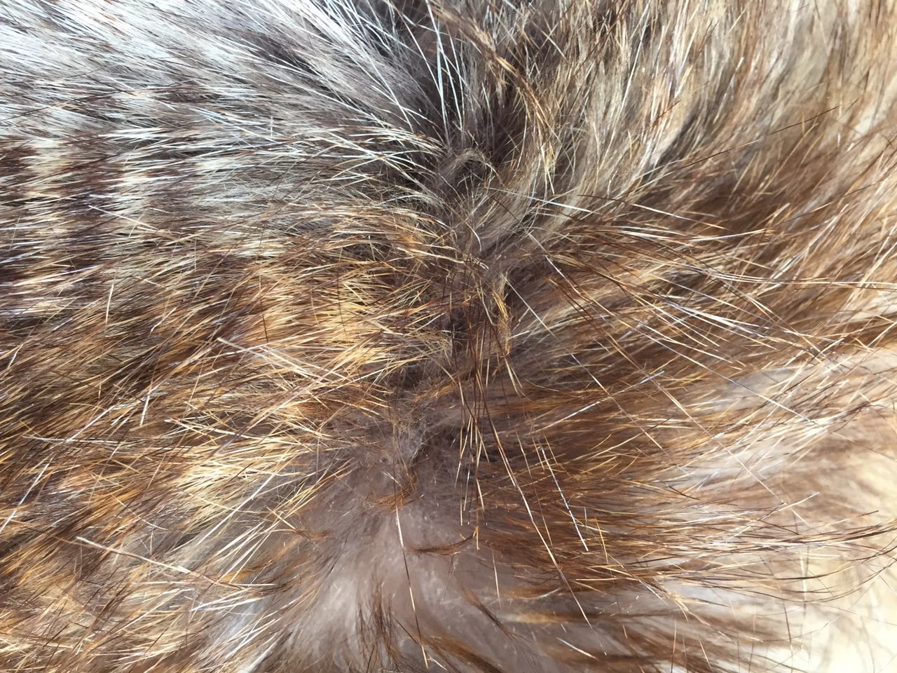 peacock imitation fack fur