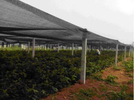 ¿Cuántas agujas se utilizan en la malla para sombra de plantas?