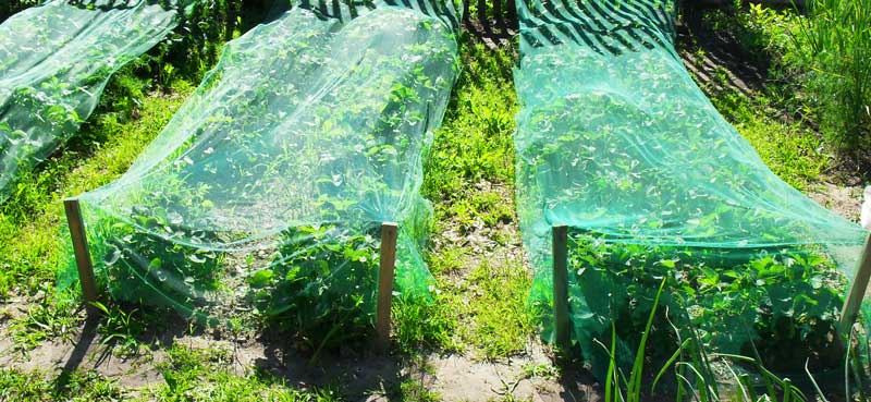 The Bird Net instaló una carpa para Apple Orchard