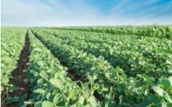 Herbicides prices rose 20% in Brazil, says Aprosoja-PR