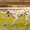 The Natural Pet Dog Rope Toy