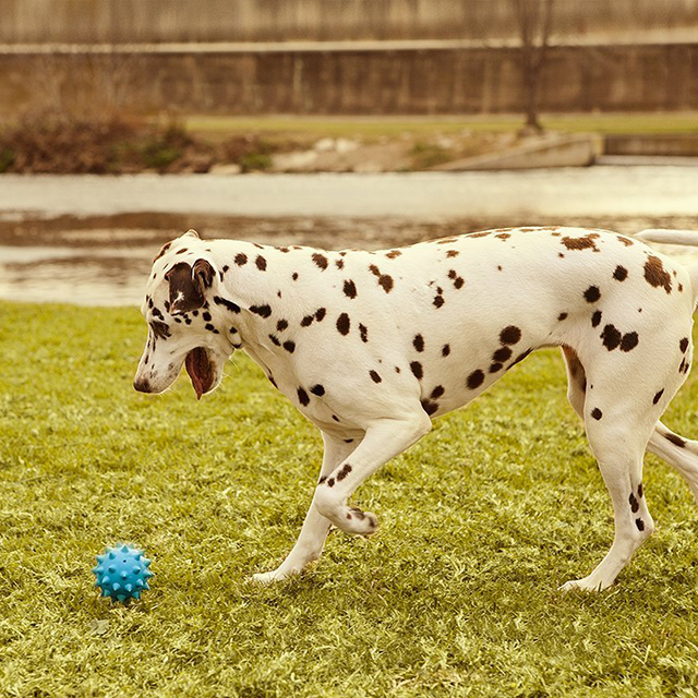 The Natural Pet Dog Rope Toy