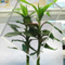 Transparent Polycarbonate Sheets