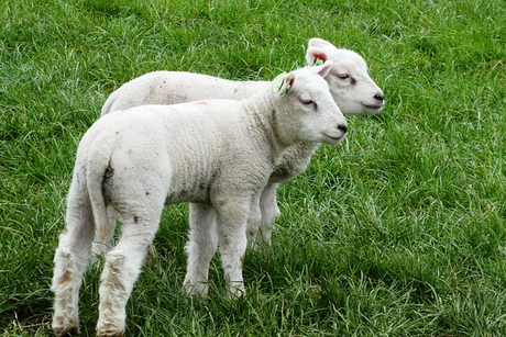 lambs-4086068_640.jpg