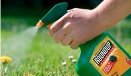 Glyphosate will not be listed as a carcinogen in California