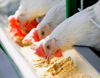 //a0.leadongcdn.com/cloud/liBqnKmmSRklroiorjkq/Protein-And-Amino-Acids-for-Poultry.jpg
