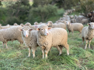 Granja de ovejas