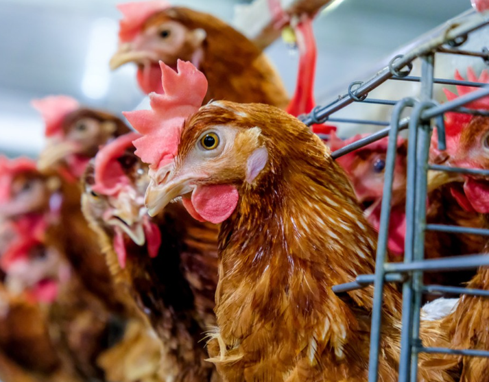 العوامل المؤثرة في كفاءة استخدام طاقة الأعلاف في الدجاج البياض