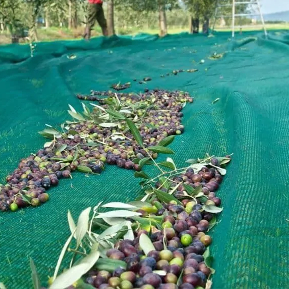 Mantenimiento de redes de olivo: mejores prácticas para el uso y durabilidad a largo plazo