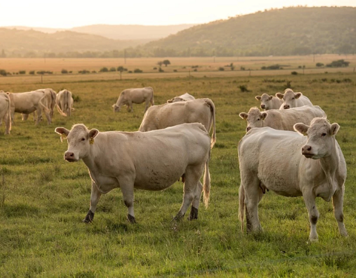 Los oligoelementos mejoran la producción ganadera