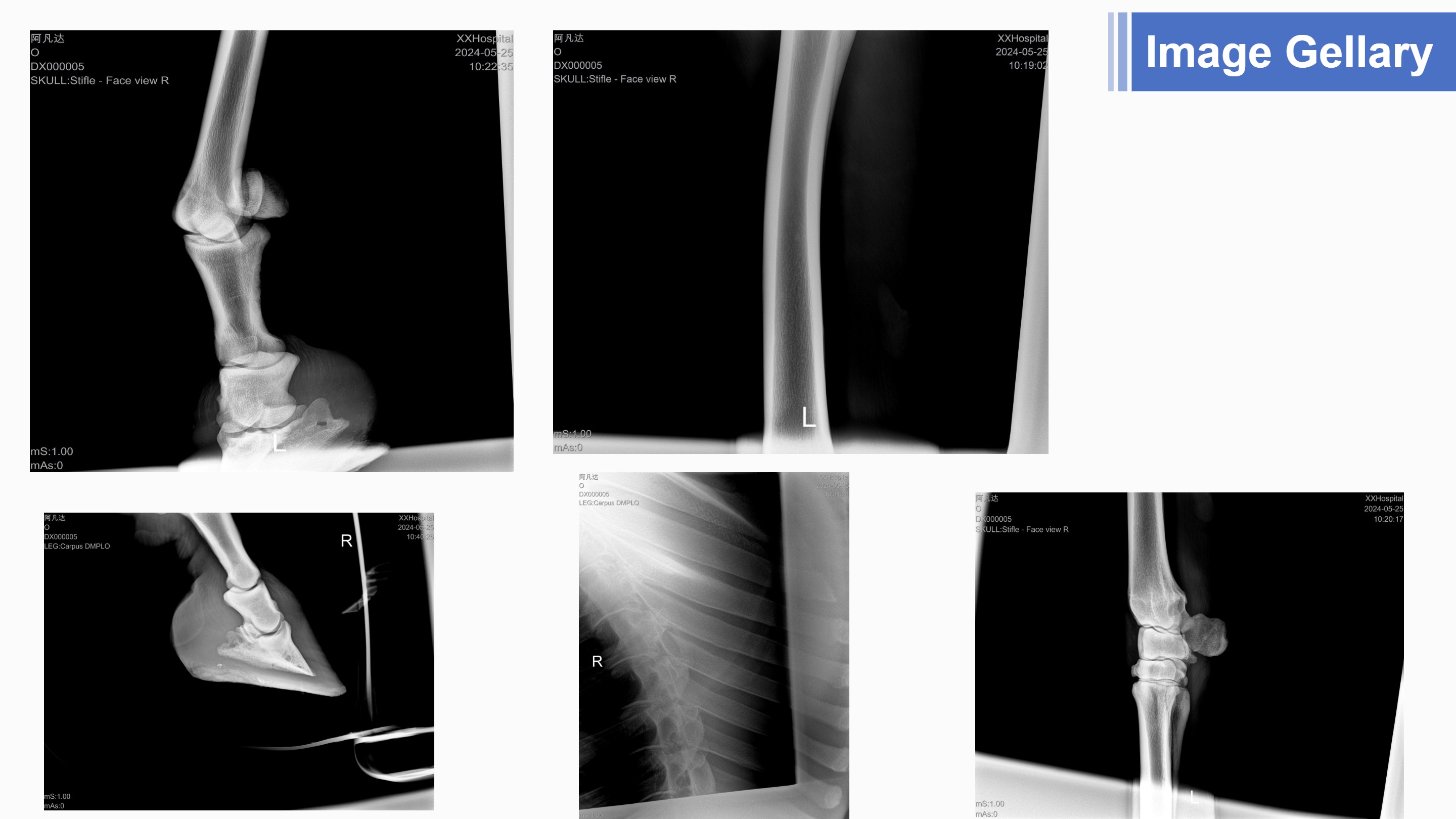 Cheval v&eacute;t&eacute;rinaire &agrave; rayons X portable LXR-118 avec d&eacute;tecteur &agrave; &eacute;cran plat sans fil-7