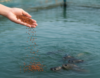 //a0.leadongcdn.com/cloud/lkBqnKmmSRjllniljjkq/Aquaculture.jpg