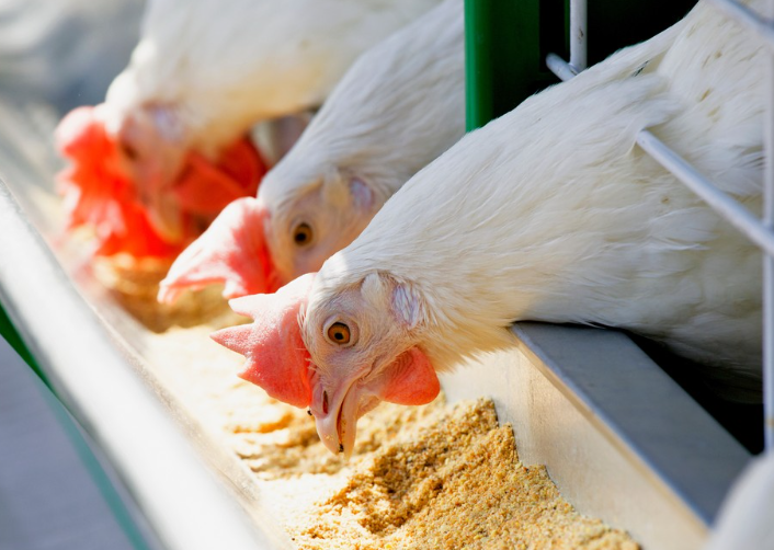 Cómo evitar que a las aves les falten proteínas y aminoácidos