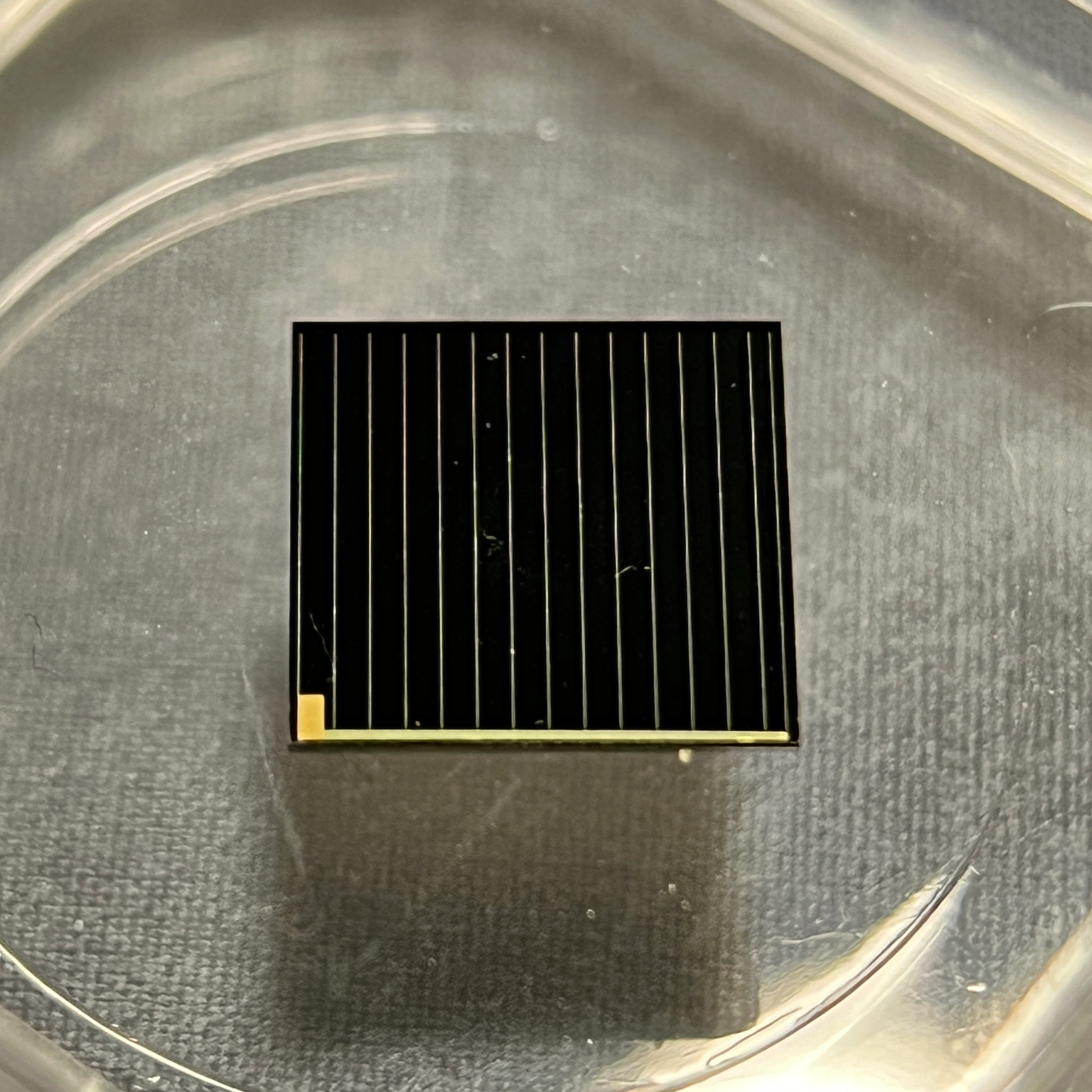 Do Birds Have Built-in GPS? Natural Navigation and GPS Trackers in Bird Research 鸟类有内置 GPS 吗?鸟类研究中的自然导航和 GPS 跟踪器