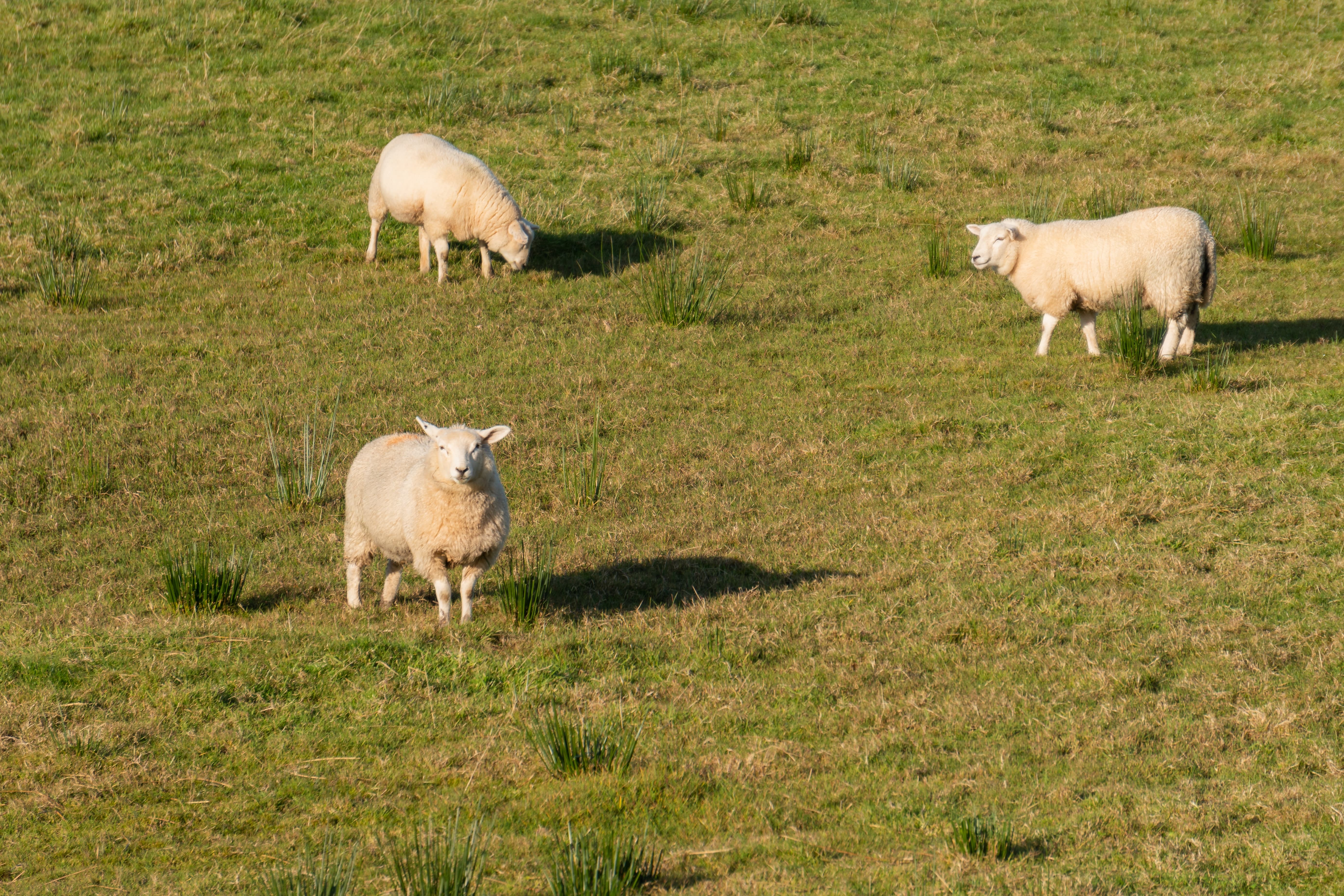 grupo de ovejas