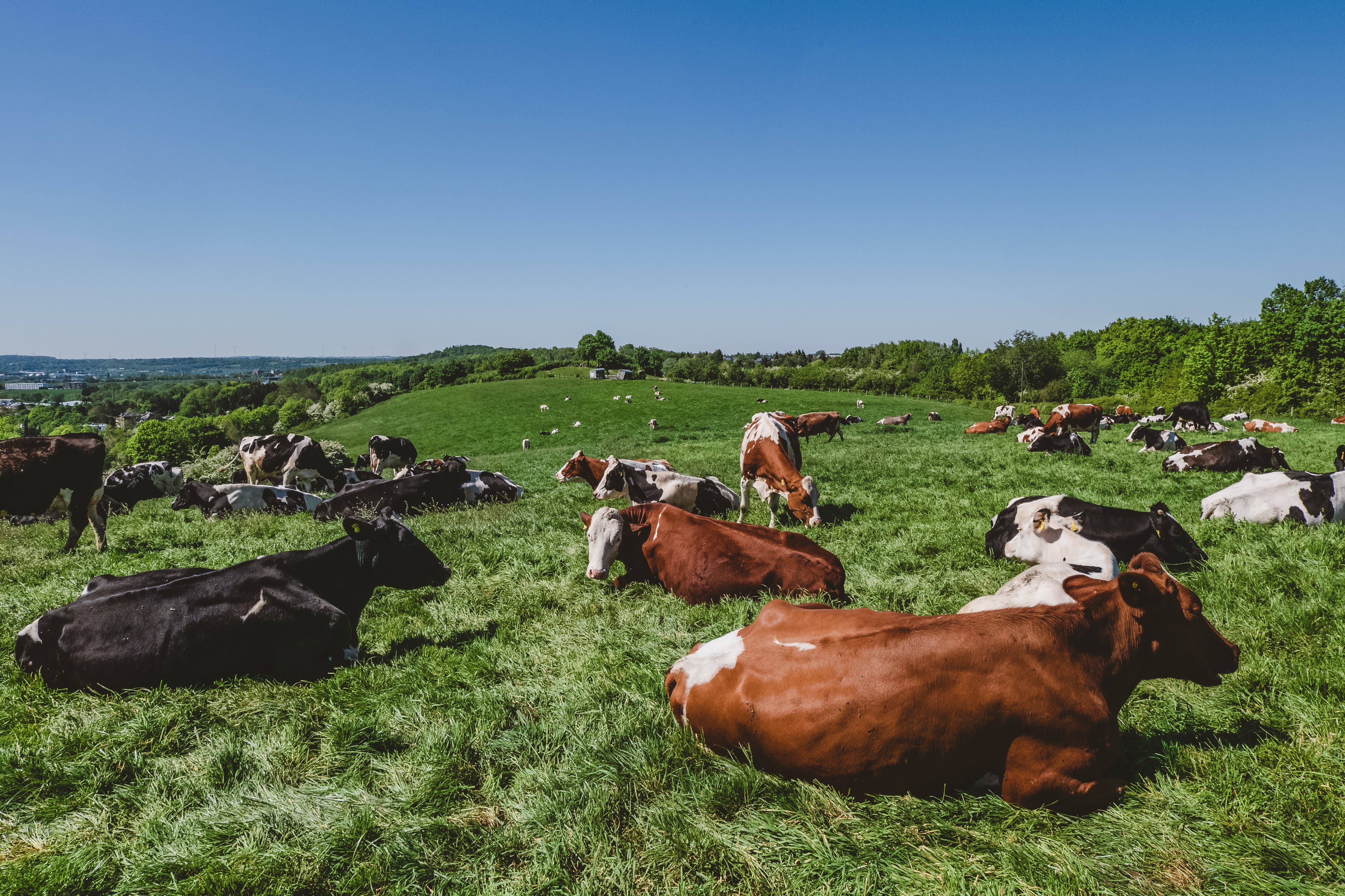 las vacas necesitan oligoelementos