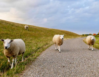 //a0.leadongcdn.com/cloud/llBqnKmmSRpkojirqpkp/Corn-protein-feed-is-suitable-for-feeding-ruminants.jpg