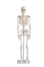 85cm Skeleton (model: XC-102)