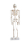 85cm Skeleton (model: XC-102)