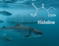 //a0.leadongcdn.com/cloud/lmBqnKmmSRklnrnmikkq/Histidine-in-Aquatic-Animal-Nutrition.jpg