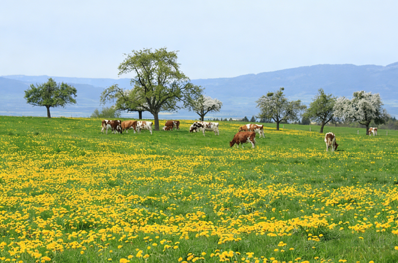 آثار مونوهيدرات كبريتات الزنك على الأبقار والأغنام