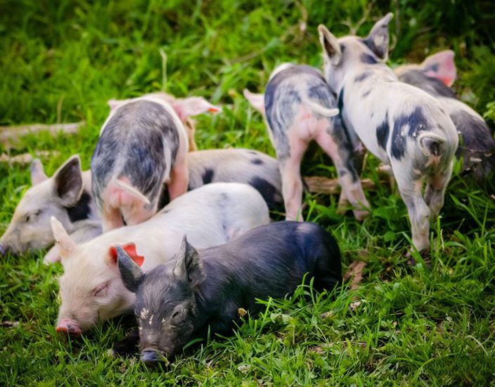 Aplicación científica y valor de mercado de la metionina en los piensos