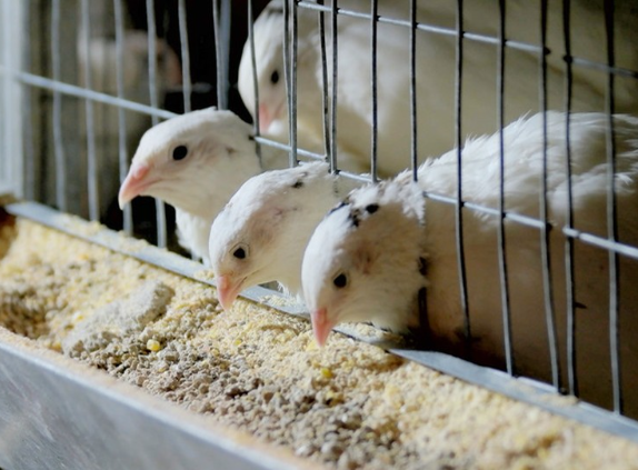 Causas de la deficiencia de proteínas y aminoácidos en las aves de corral