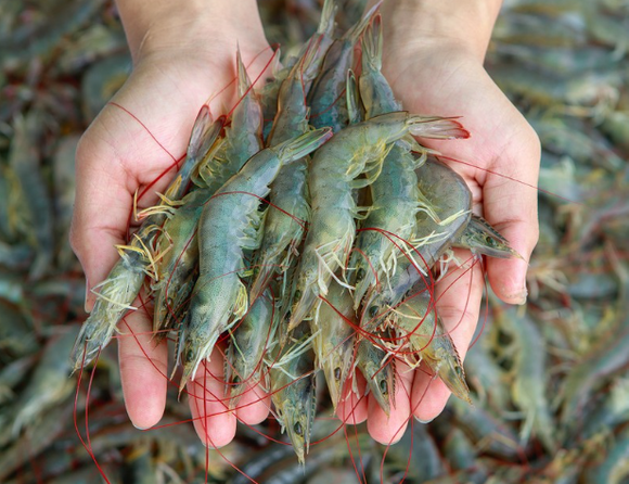 shrimp.png