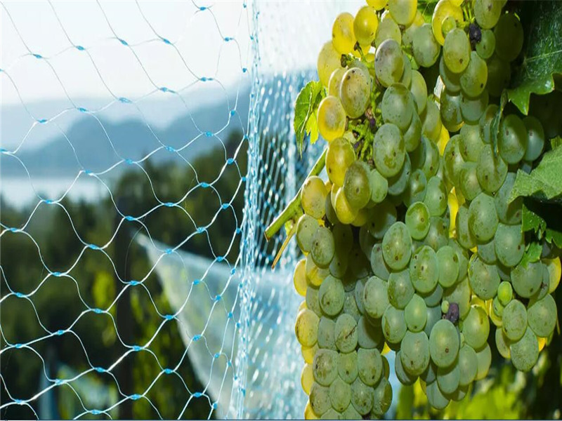 La red antipájaros es la instalación antipájaros más utilizada en la agricultura