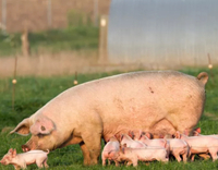 //a0.leadongcdn.com/cloud/lnBqnKmmSRjloljmokkp/Pig-Reproduction.jpg