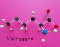 //a0.leadongcdn.com/cloud/lnBqnKmmSRklqrlnrkkq/methionine.jpg
