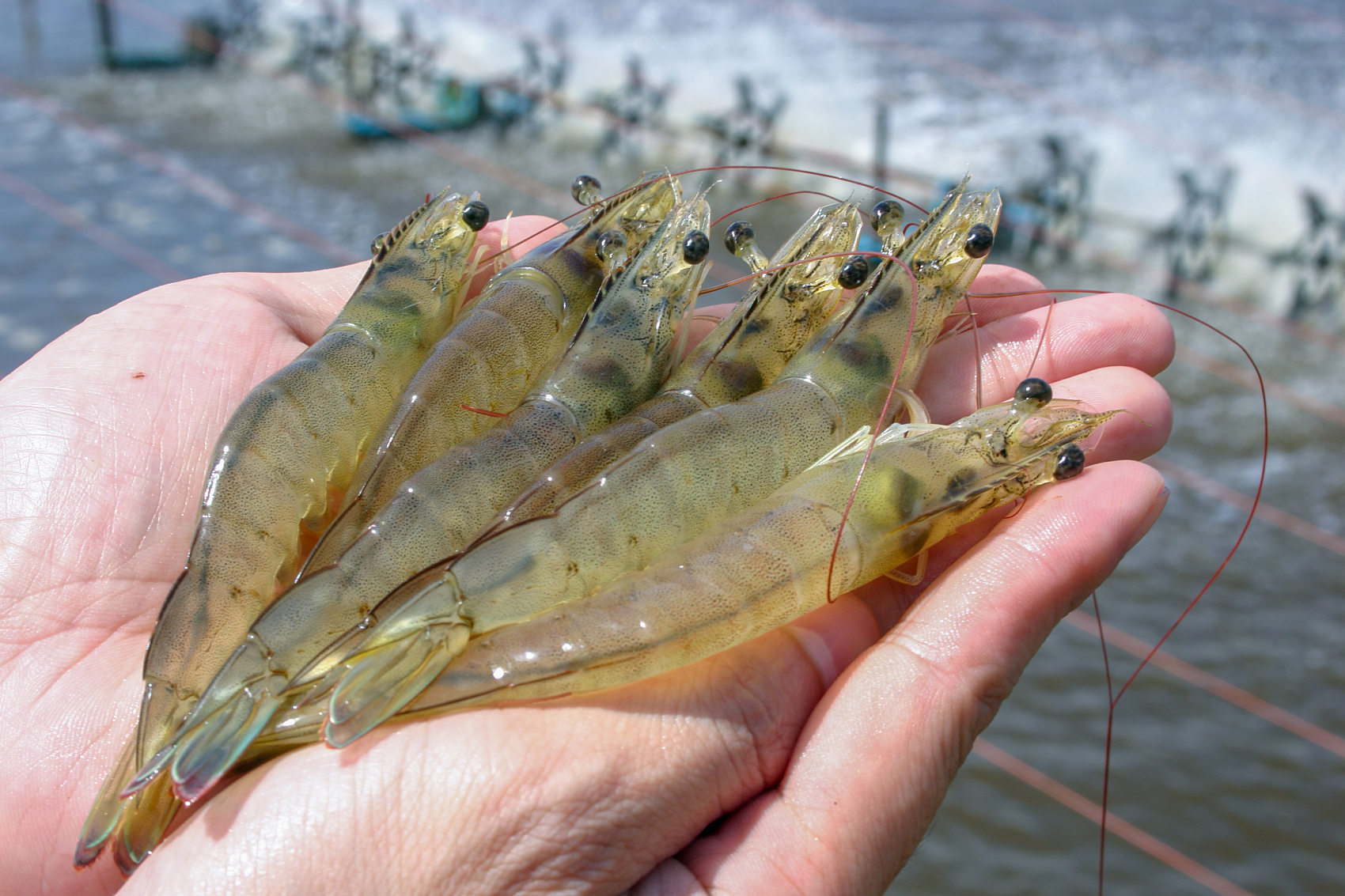 luteína para camarones