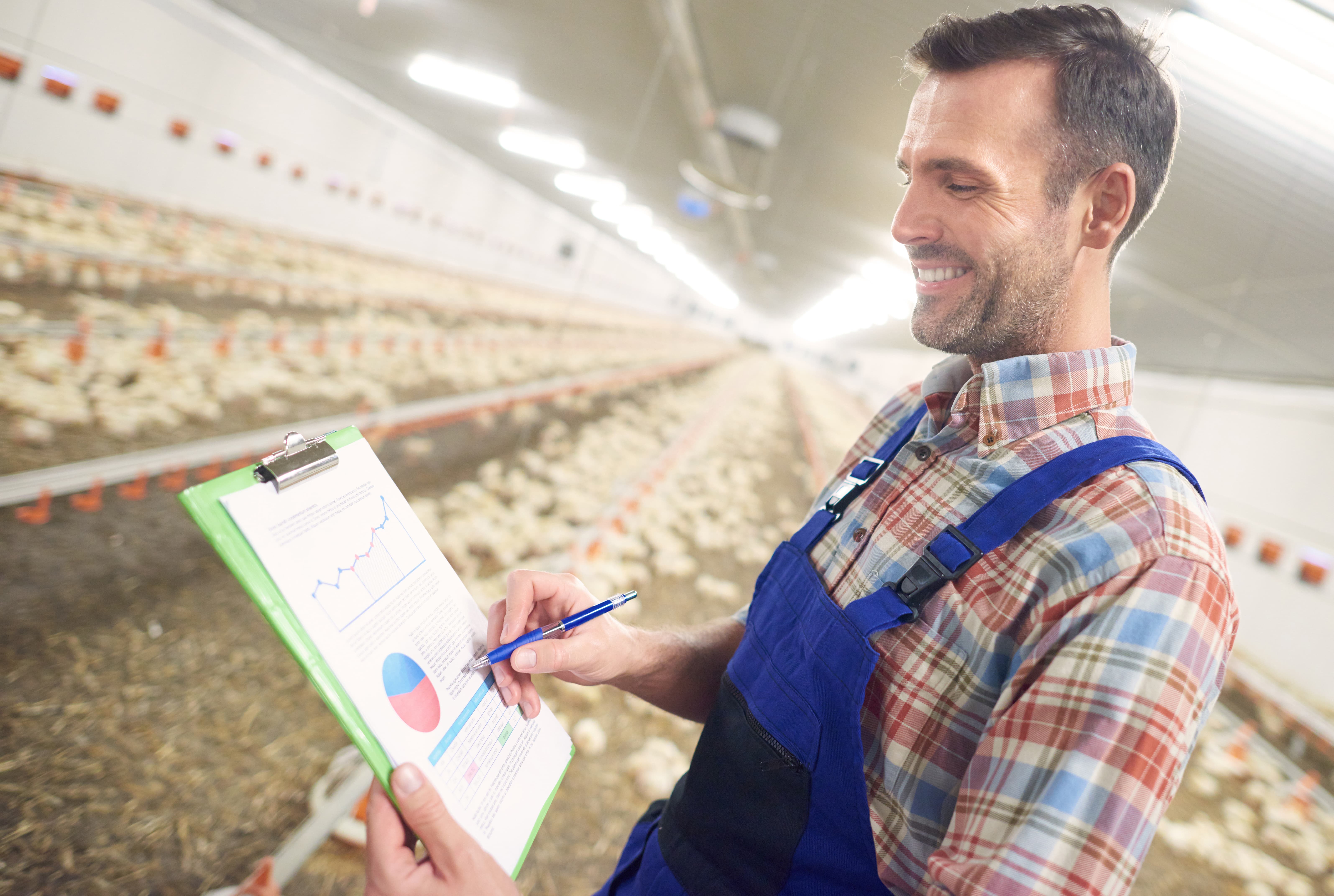 un joven granjero está estudiando datos de crecimiento de pollos