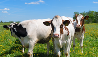 //a0.leadongcdn.com/cloud/lnBqnKmmSRojoonoqpkm/cattle.png