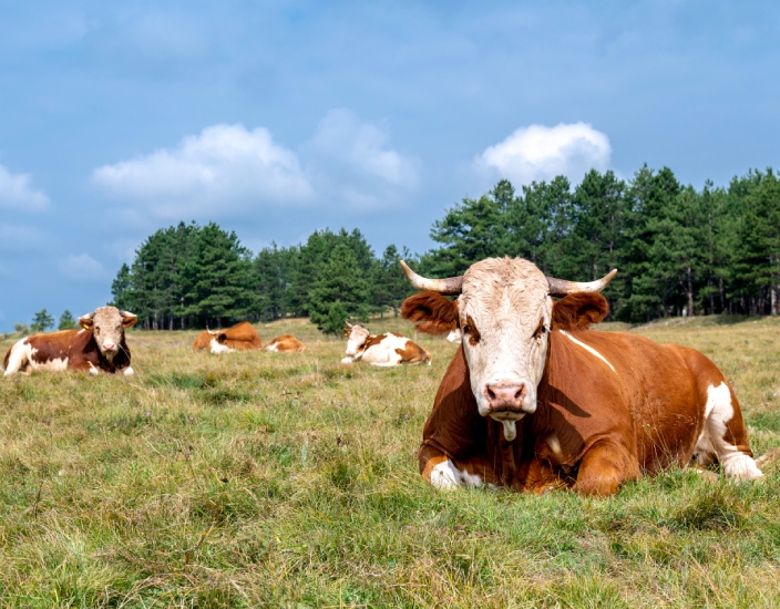 Optimización de la nutrición animal con MDCP de calidad alimentaria