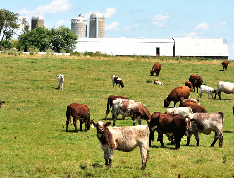 تطبيق الميثيونين المحمي الكرش في المجترات