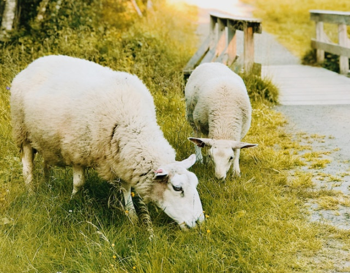 El efecto de diferentes aminoácidos en diferentes animales