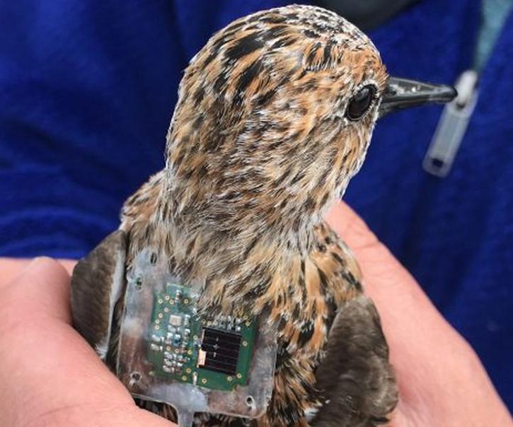 Do Birds Have Built-in GPS? Natural Navigation and GPS Trackers in Bird Research 鸟类有内置 GPS 吗?鸟类研究中的自然导航和 GPS 跟踪器