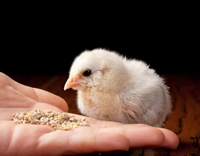 //a0.leadongcdn.com/cloud/loBqnKmmSRklljlqqokp/feed-additives-for-broilers.jpg