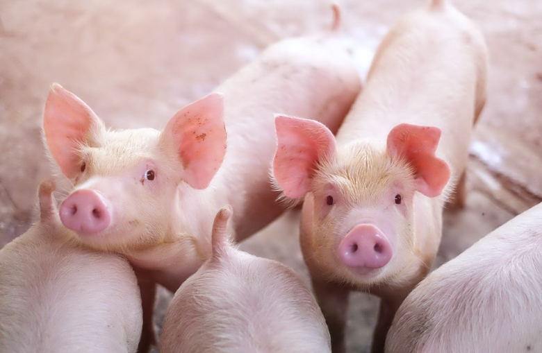تطبيق التربتوفان في تغذية الخنازير