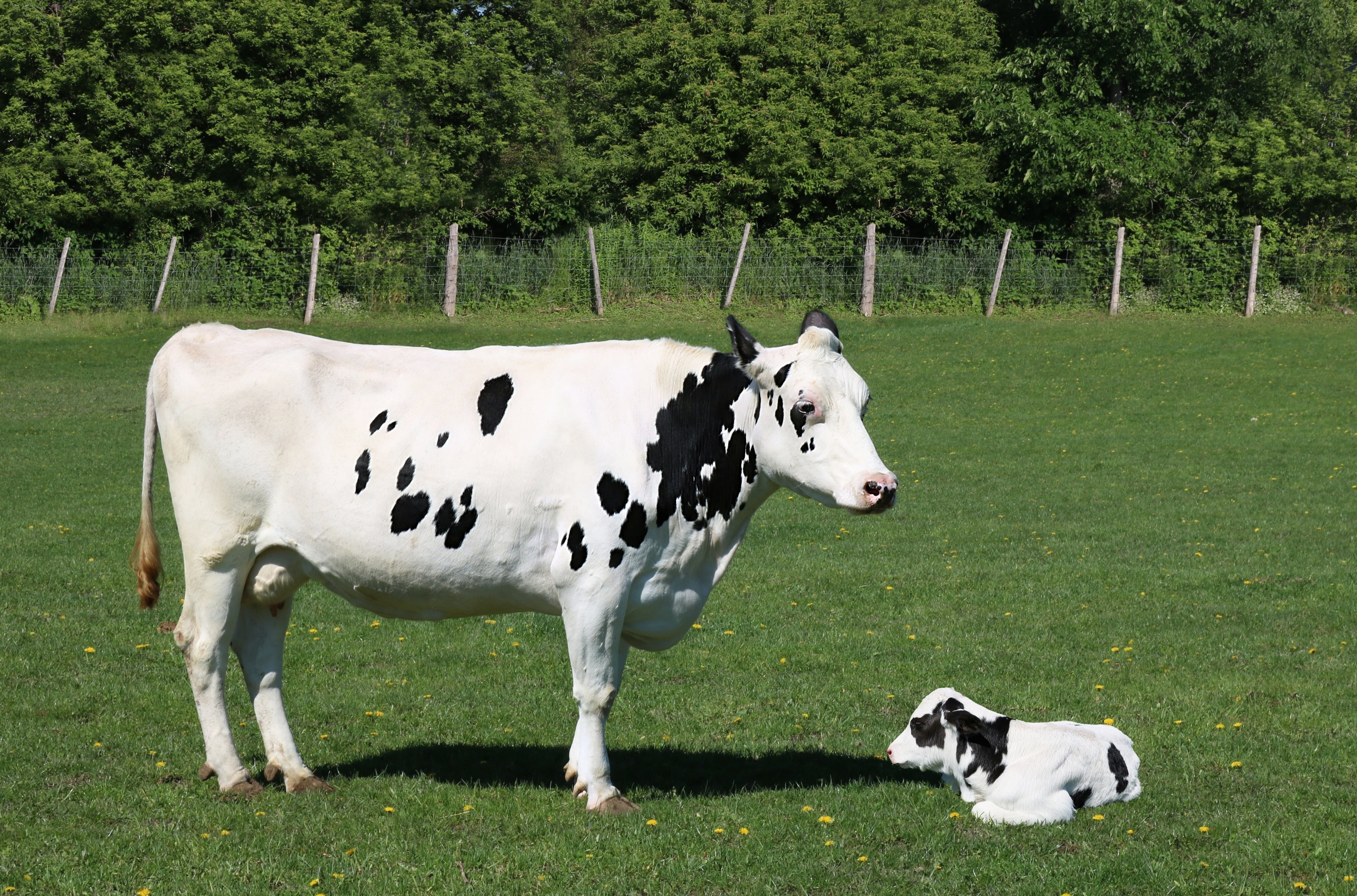 Vaca y ternero