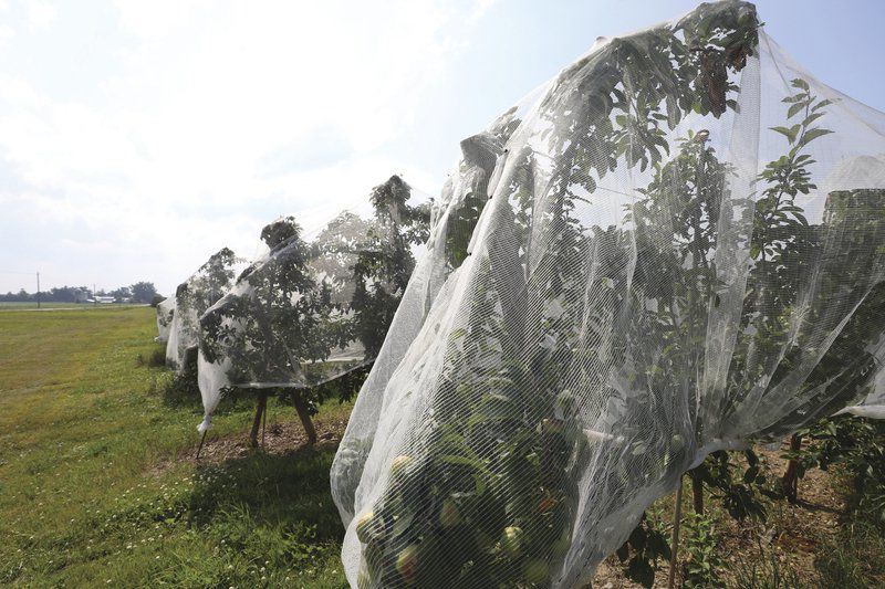 Netización de insectos versus pesticidas: ¿Cuál es la mejor solución para su granja?