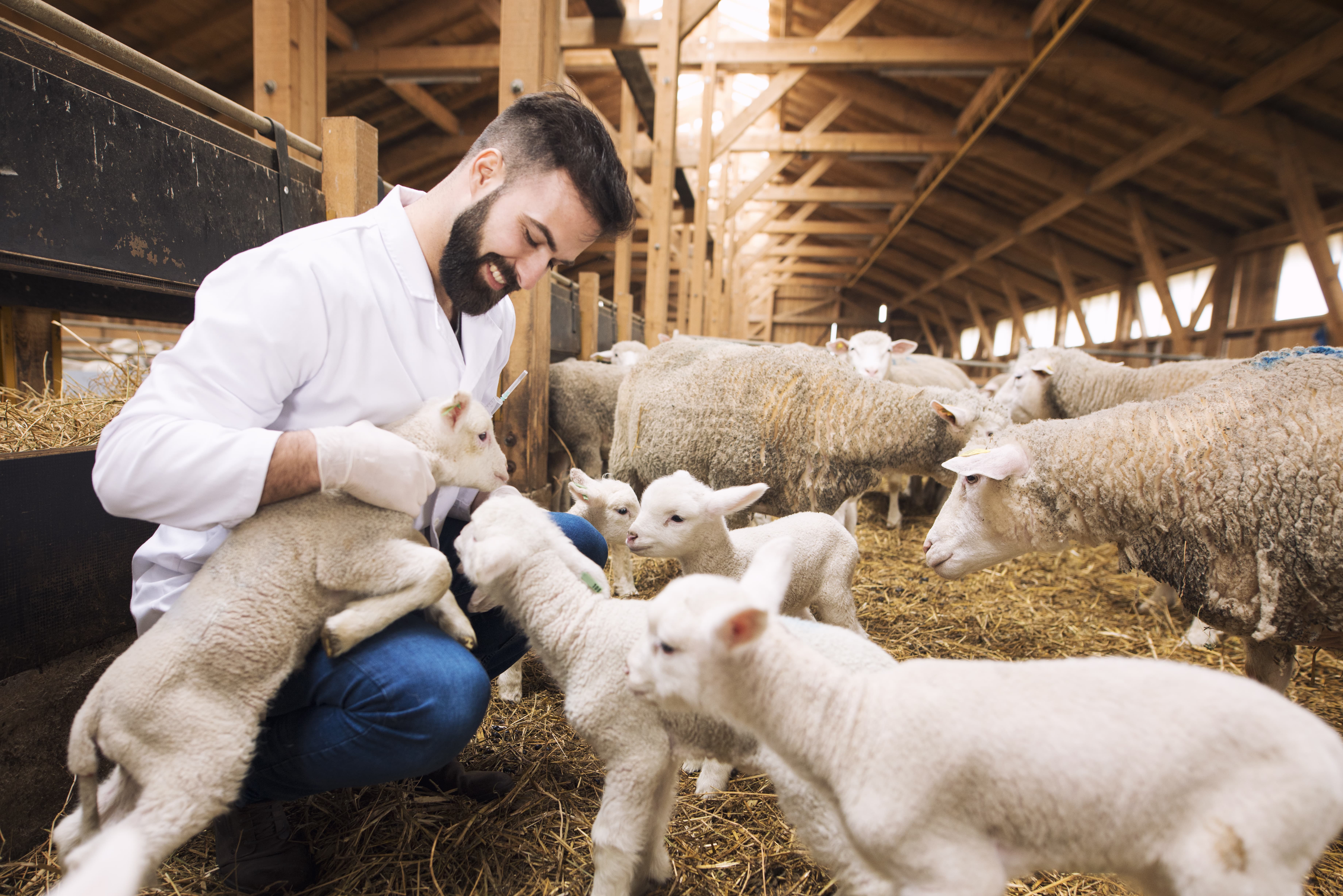 aditivo alimentario para ovejas