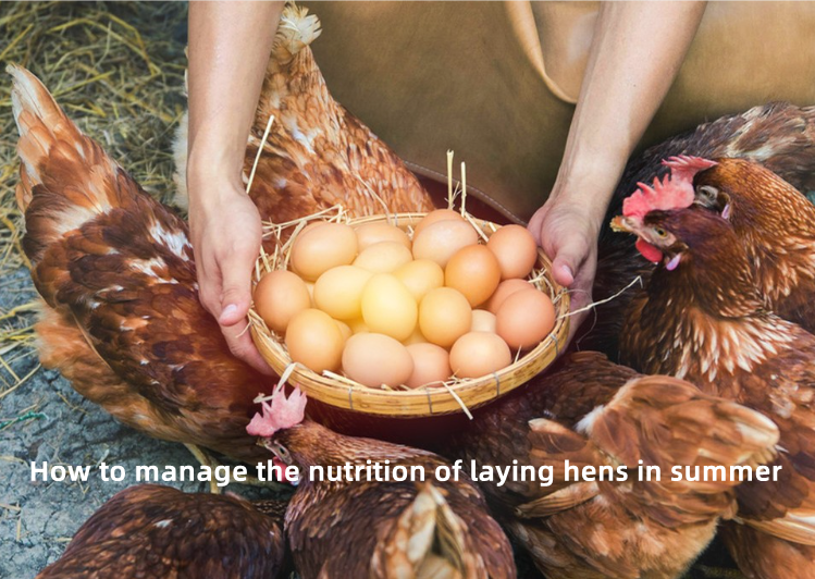 Cómo gestionar la nutrición de las gallinas ponedoras en verano