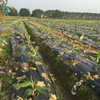 Película de mantillo de plástico negro plateado para estera de malezas agrícolas