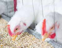 //a0.leadongcdn.com/cloud/lrBqnKmmSRjlnlrmklkp/feed-additive-for-poultry.jpg
