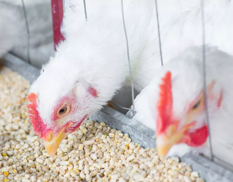 feed additive for poultry.jpg