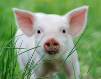 //a0.leadongcdn.com/cloud/lrBqnKmmSRklrokjqokp/feed-additives-for-pigs.jpg