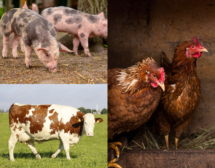Sulfato de cobre pentahidratado: importancia en la alimentación animal