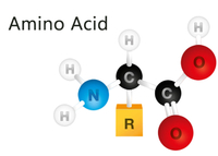 //a0.leadongcdn.com/cloud/lrBqnKmmSRmjprlnmlkm/amino-acid.jpg